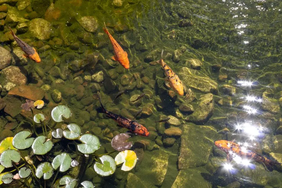 Koi carp in clear water above a stony bottom