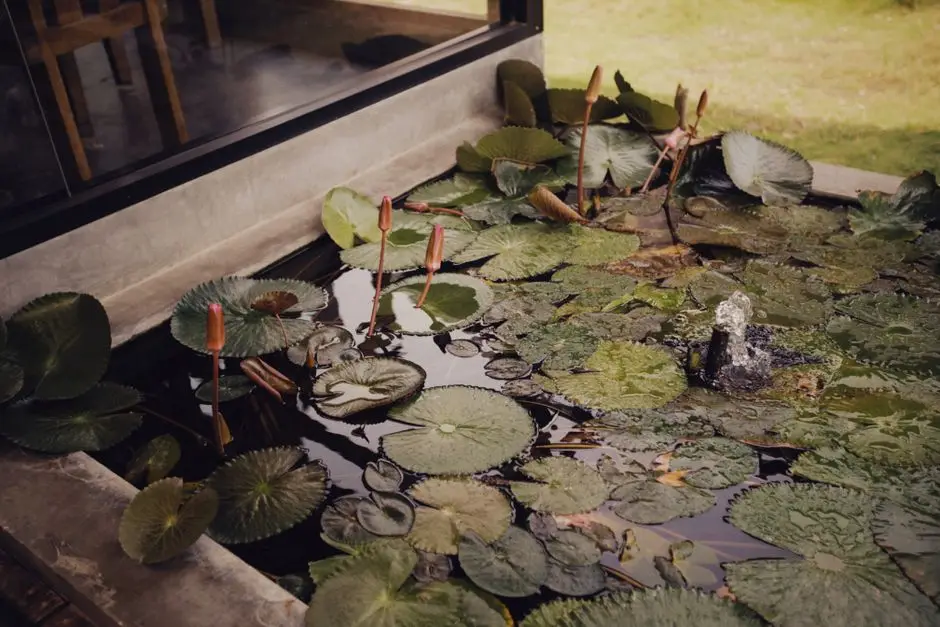 Ornamental pond with water lilies next to a wooden terrace